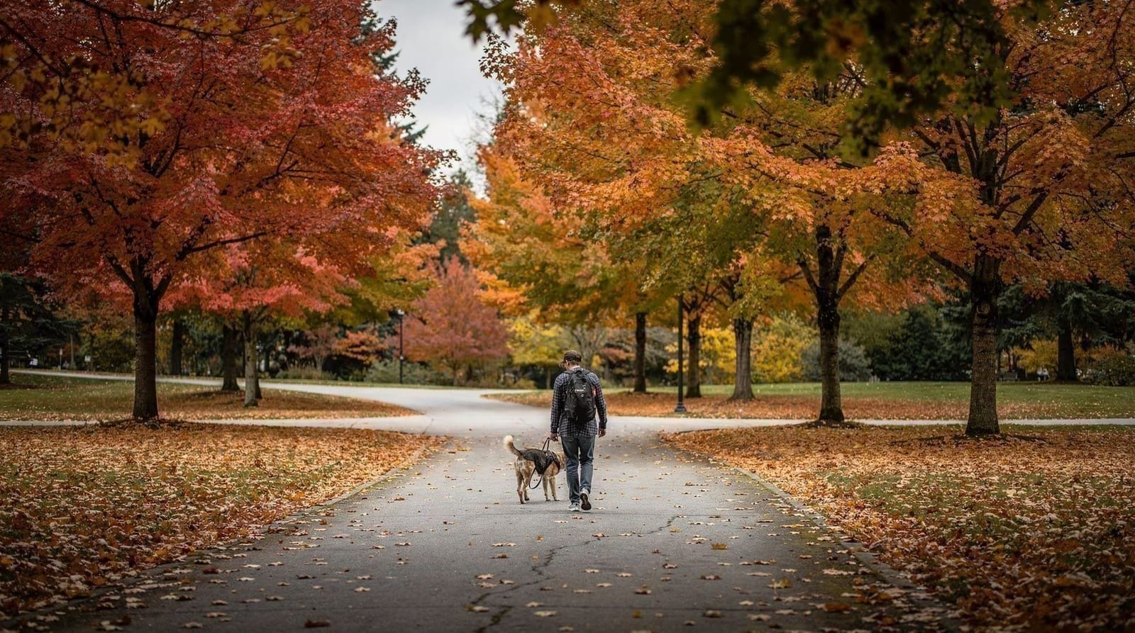 Where to see fall colors around Vancouver — Where to find real fall colors around Vancouver in October — Stanley Park, Queen