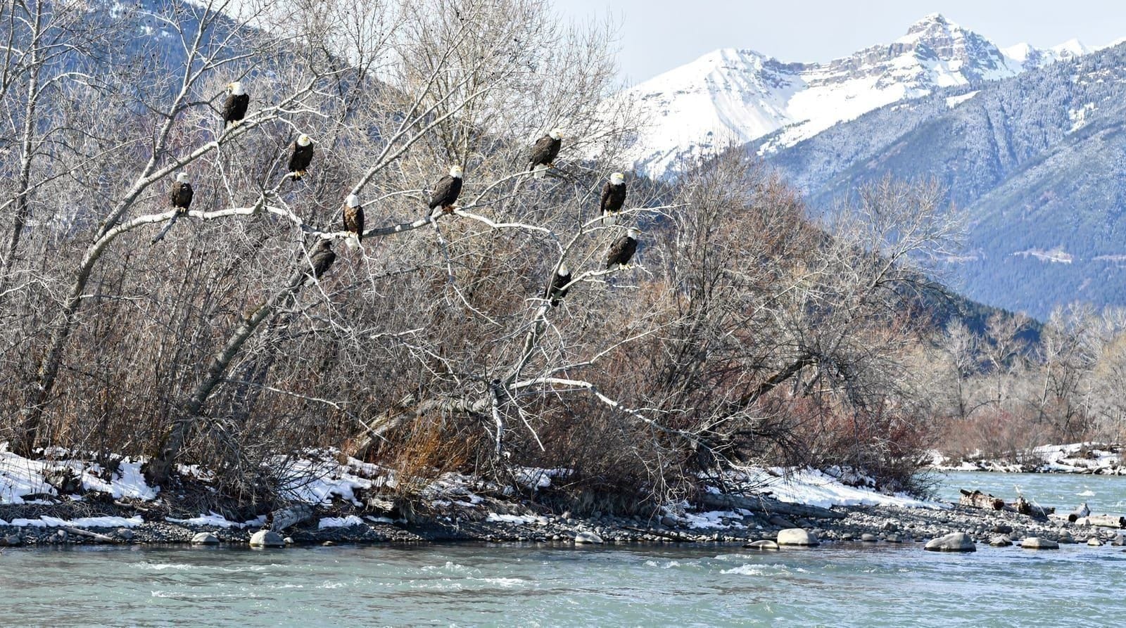 Bald eagle watching near Squamish