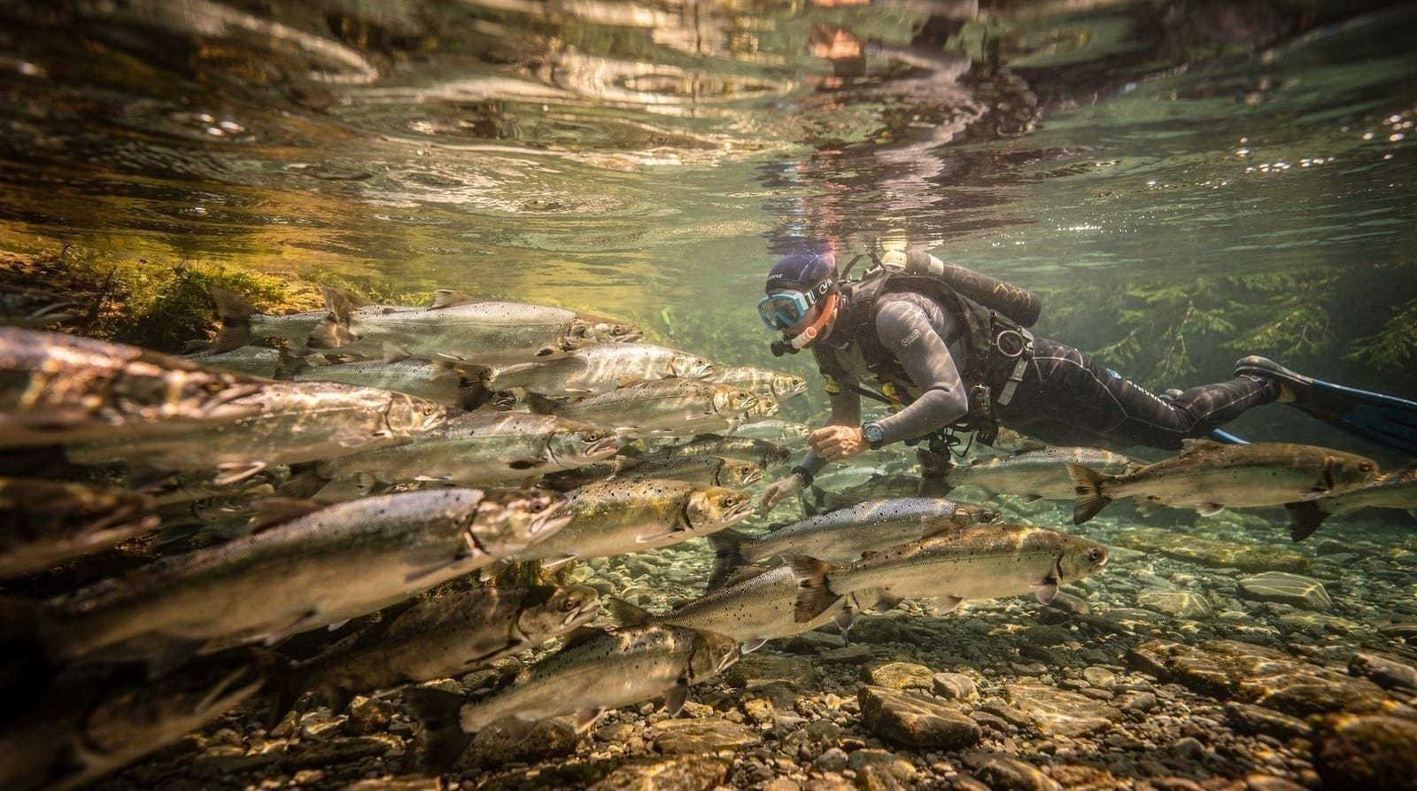 Snorkeling with salmon in BC — Where salmon-run snorkeling genuinely happens in BC, when it runs, and the close