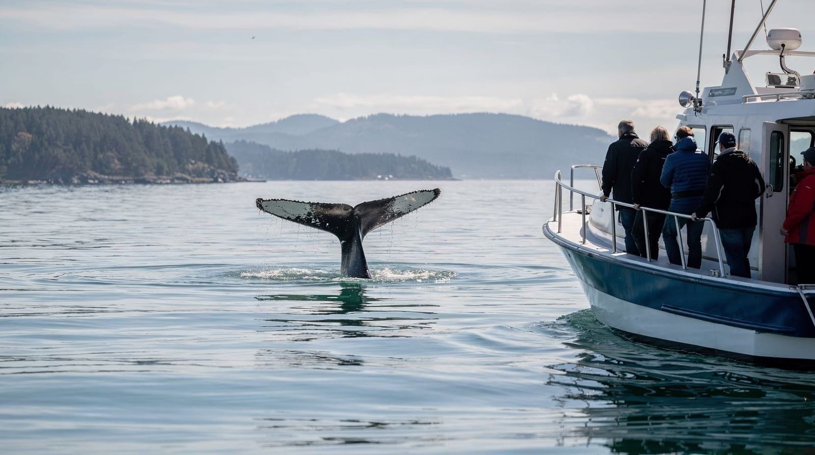 Whale watching from Vancouver: what you'll actually see — An honest review of whale watching tours from Vancouver: real sighting odds by s